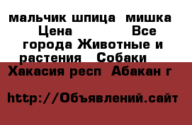 мальчик шпица (мишка) › Цена ­ 55 000 - Все города Животные и растения » Собаки   . Хакасия респ.,Абакан г.